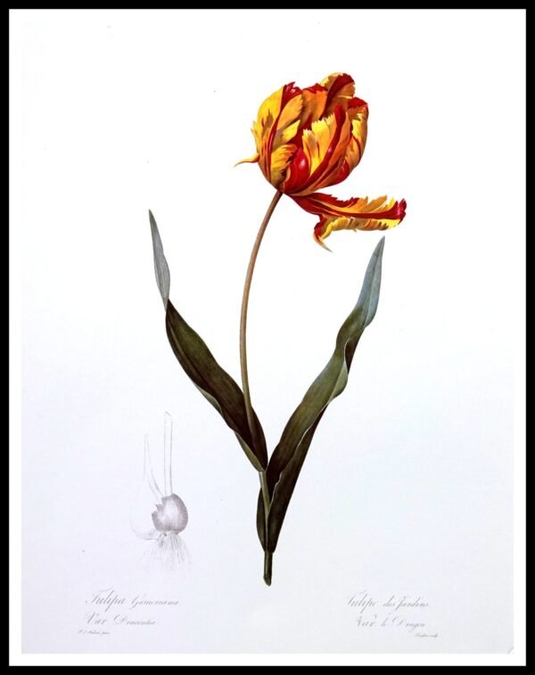 ALP F12125 Flowers (Antique Prints)